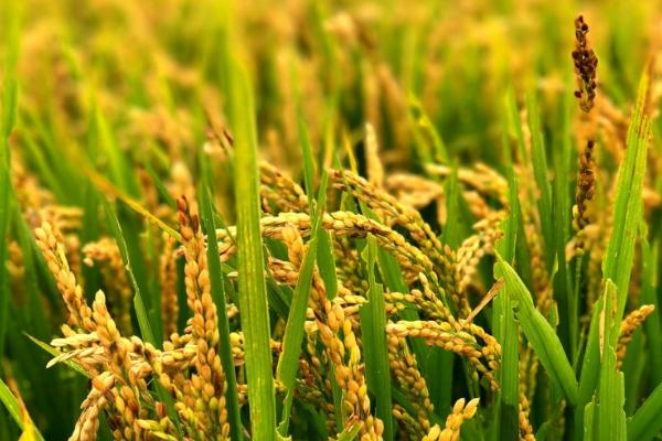 浙大两优168水稻种简介，该品种植株较矮
