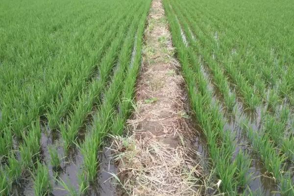 谷神糯116水稻品种的特性，秧田亩播种量20-30千克