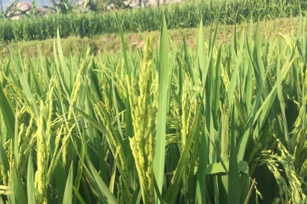 两优5792水稻种子特点，亩播种量10-15千克