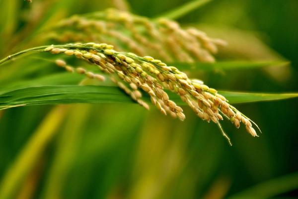 两优5792水稻种子特点，亩播种量10-15千克