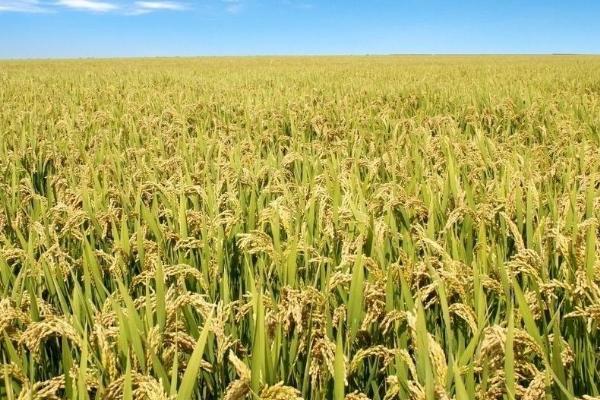 C两优099水稻种简介，大田每亩用种量5千克左右