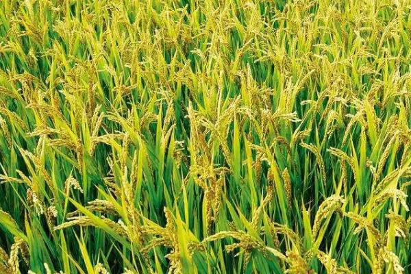 元两优6503水稻种子介绍，每亩有效穗数17.2万