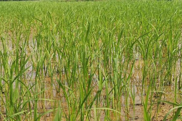 恒丰优712水稻种子简介，每亩有效穗数16.2万