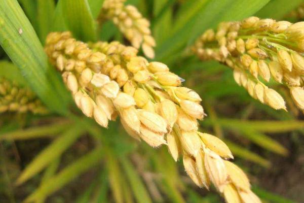 佳谷A水稻品种的特性，早季4月-6月播种