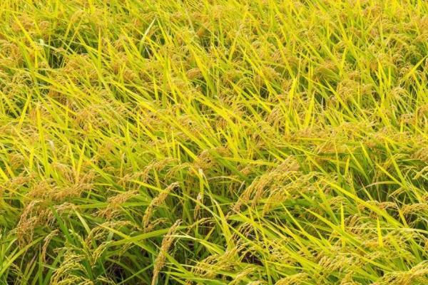 元两优6503水稻种子介绍，每亩有效穗数17.2万