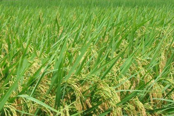 华元优533水稻种子介绍，插植密度20厘米×20厘米