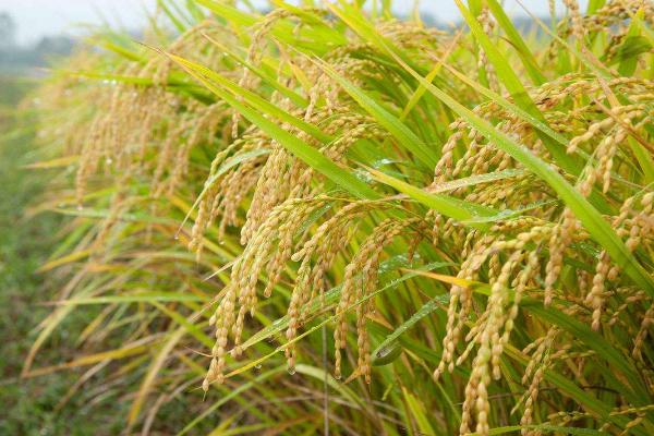 Q优12水稻品种简介，注意及时防治病虫害