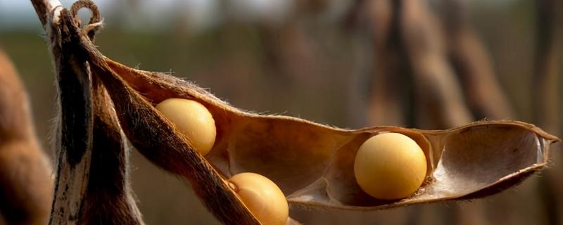 南农518大豆品种的特性，一般每亩留苗1.7万株左右