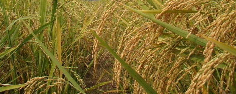 泰乡优261水稻种子特征特性，秧苗期防治稻飞虱