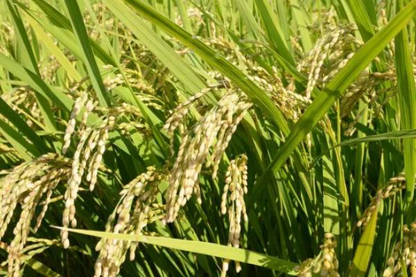 甬优1538水稻种子介绍，该品种株型适中