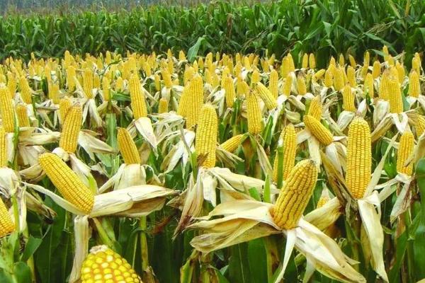 银兴811玉米种子特点，适宜密度为每亩4500株左右