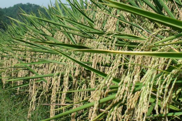 陵两优238水稻品种的特性，全生育期110.8天