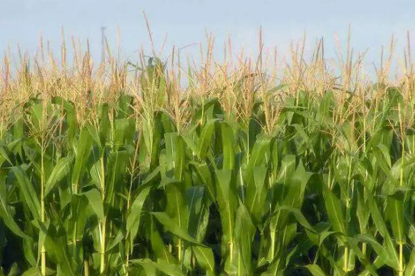 鲁星5163玉米种子特点，适宜密度为每亩5000株左右