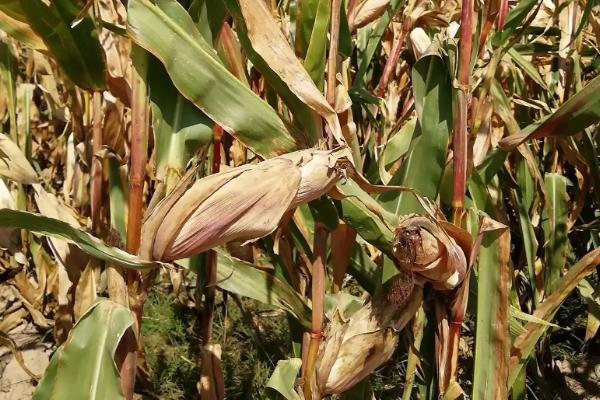 鲁星5163玉米种子特点，适宜密度为每亩5000株左右