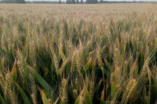 爱麦6号小麦种子特征特性，注意防治赤霉病和白粉病