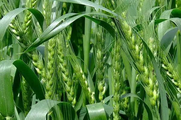 济麦106小麦品种的特性，注意防治白粉病和赤霉病