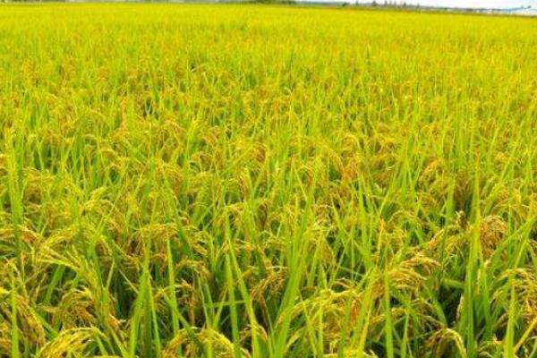 圣糯139水稻品种的特性，属中晚熟粳型糯稻品种