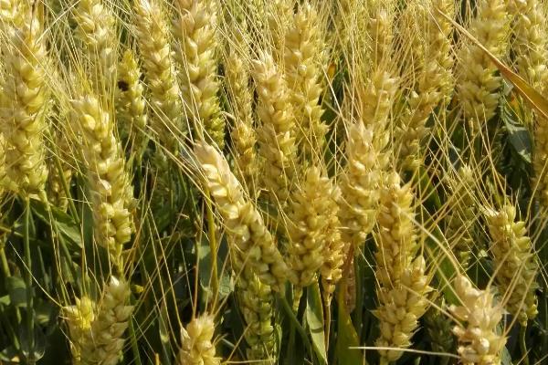 轮选1658小麦种子特点，半冬性品种