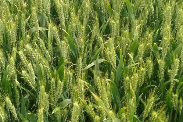 郑科168小麦种子简介，适宜播种期10月上中旬