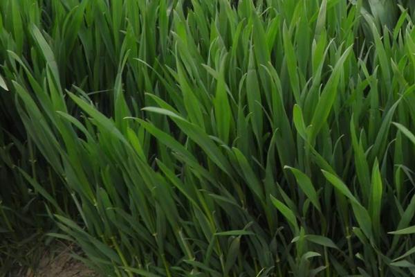洛旱27小麦种子特征特性，半冬性品种