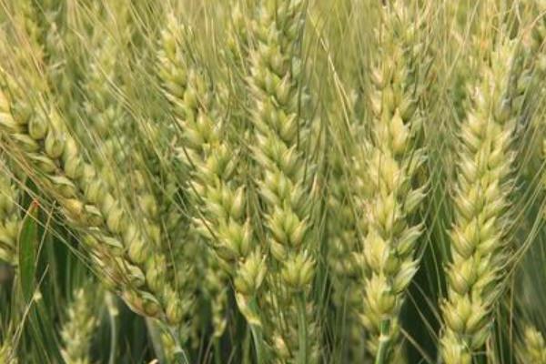 项麦182小麦品种简介，每亩适宜基本苗18～22万