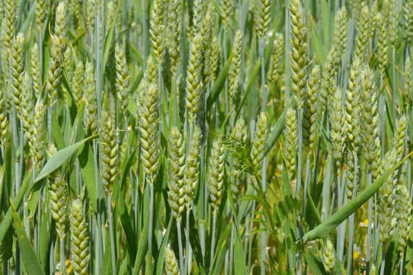 方裕麦66小麦品种的特性，弱春性品种