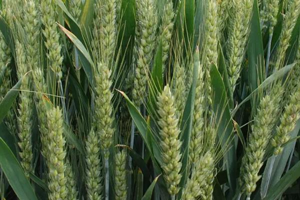 中育1686小麦种子特点，半冬性品种