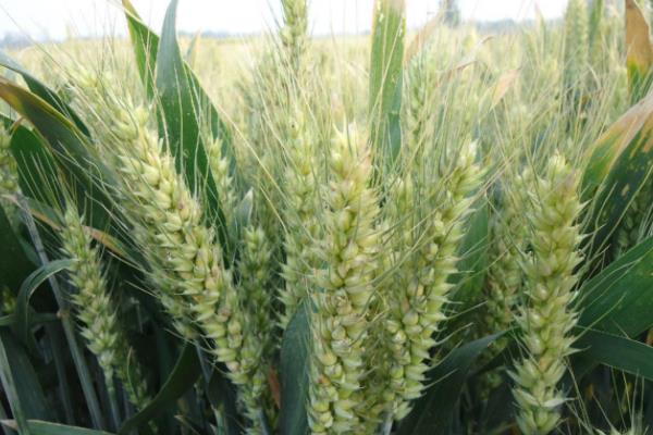 中研麦6号小麦种简介，每亩适宜基本苗16万