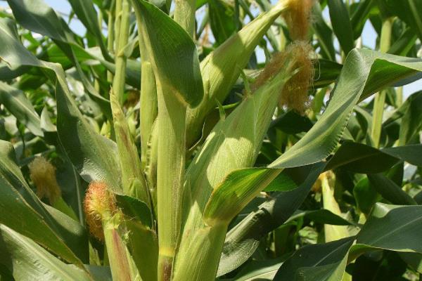 恩单511玉米种子简介，低山地区3月中下旬播种