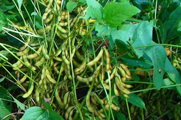 中鲜豆1号大豆种子简介，3月下旬至4月上旬播种