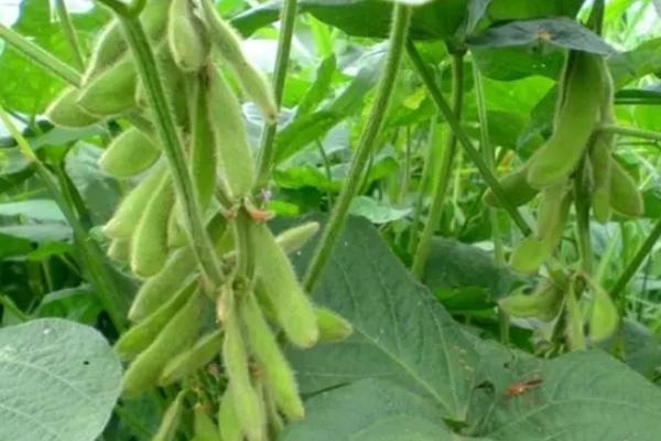 中鲜豆1号大豆种子简介，3月下旬至4月上旬播种