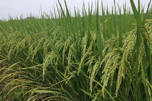 崇农A水稻种子特征特性，一期父本比母本迟4天播种