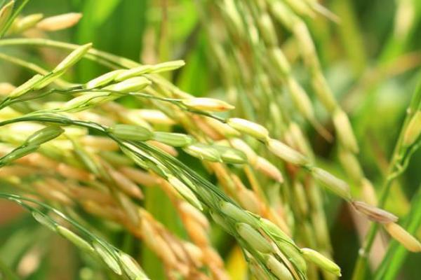 香62S水稻种子特点，海南冬繁11月下旬播种
