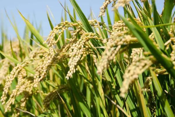 隆华丝苗水稻种子简介，5月下旬至6月上旬播种