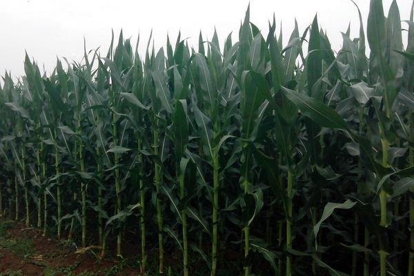 湘农玉27号玉米品种简介，每亩种植4000-4500株