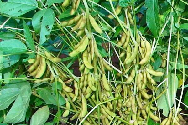 湘春黑豆31大豆种子介绍，粒用春大豆品种