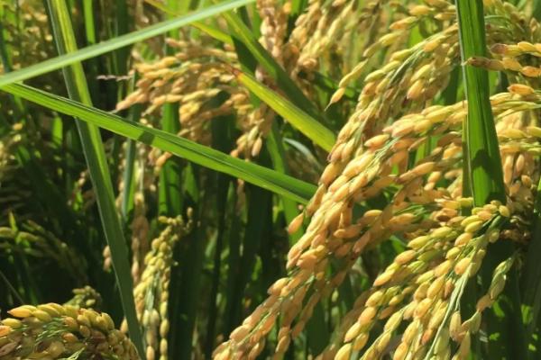 赞两优13水稻种子特点，籼型两系杂交晚稻迟熟红米品种