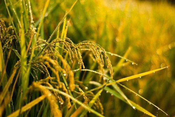 农香42水稻种子介绍，籼型常规晚稻迟熟品种