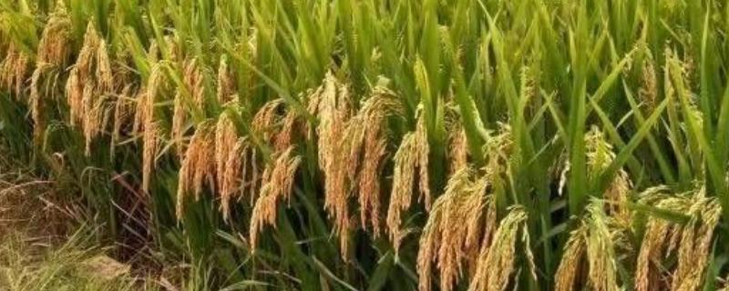T两优131水稻品种的特性，秧田亩播种量8-10千克