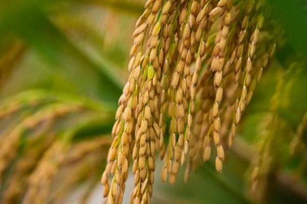 生两优273水稻种子特点，秧田亩播种量8-10千克