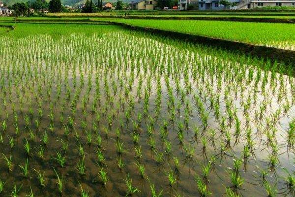 民两优华占水稻种简介，4月中下旬播种