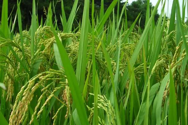 民两优华占水稻种简介，4月中下旬播种