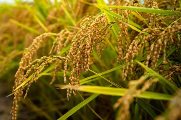 B两优131水稻品种简介，早造全生育期122～123天