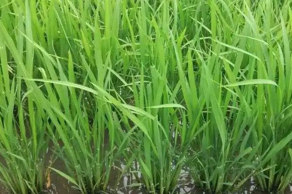 粤香430水稻品种简介，感温型常规稻品种