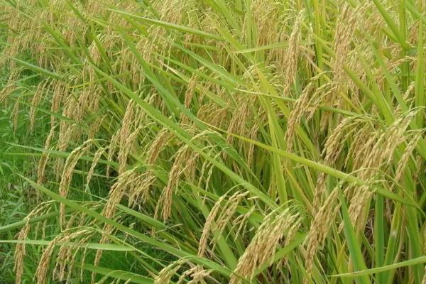 Y两优2018水稻种子特点，早造全生育期125～126天