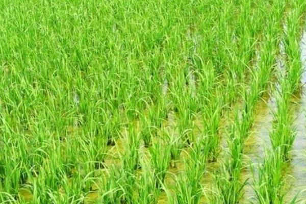 粤南丝苗水稻种子特征特性，早造全生育期126～127天