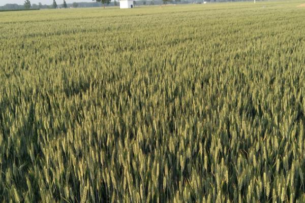 冬小麦常见的播种误区，避免这4个误区