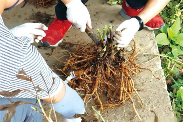 芍药鲜花的水养方法，使用细口的容器水养为佳