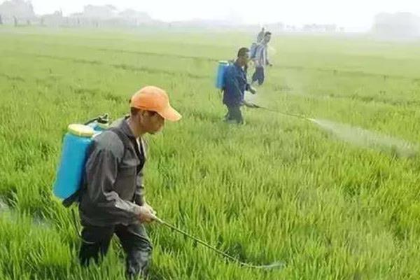 打了除草剂的地块多久能种白菜，大概需要间隔5-7天左右