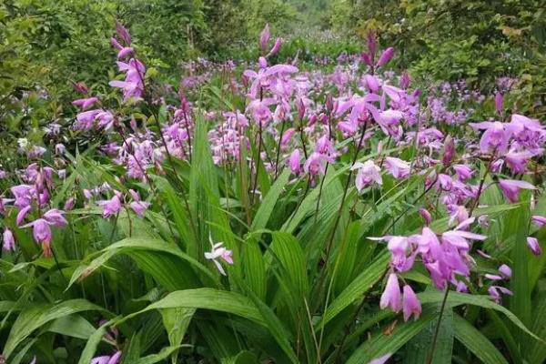 种植白芨前景如何，市场前景非常不错